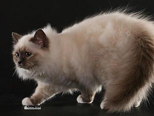 b301302022-fantasticat-500-gatti-delle-razze-piu-belle-al-mondo-in-esposizione-a-siena