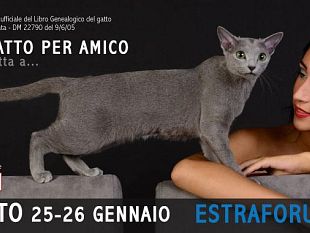 b312271854-prato-i-felini-piu-pregiati-e-rari-del-mondo