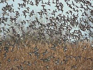 padule-di-fucecchio-il-censimento-degli-uccelli-acquatici-svernanti-del-2019