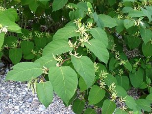 piante-aliene-in-toscana