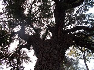 alberi-monumentali-nel-comune-di-firenze-sono-29