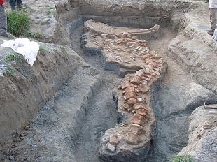 al-museo-di-storia-naturale-si-apre-storie-di-una-balena