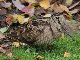 caccia-in-toscana-nuova-legge-su-ambiti-territoriali