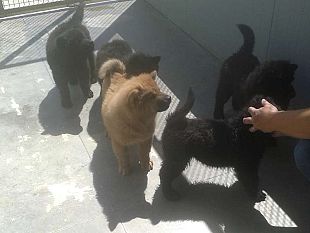 commercio-di-cuccioli-in-un-allevamento-amatoriale-abusivo