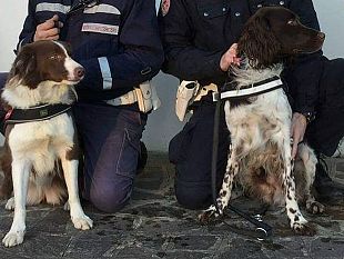piper-e-babacar-i-cani-fiorentini-campioni-dellantidroga