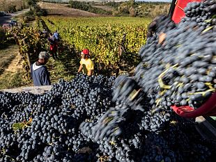 la-vendemmia-2026