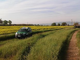 pesticidi-illegali-in-toscana-maxi-operazione-dei-carabinieri