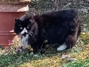 gattile-di-empoli-open-week-dal-6-al-10-novembre