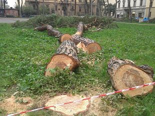 alberi-in-piazza-della-vittoria-abbattuti-pini-o-platani