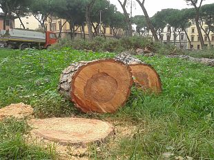 firenze-abbattimento-delle-alberate-storiche-scelta-eco-logica