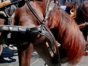 cavallo-imbizzarrito-semina-il-panico-in-centro-a-firenze