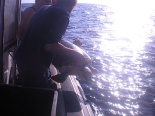 salta-a-bordo-e-partecipa-al-rilascio-della-tartaruga-marina