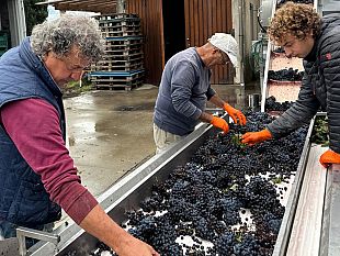 carmignano-e-i-suoi-vini-protagonisti-allosteria-il-pratellino