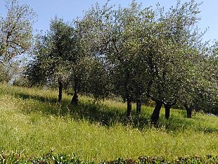 presto-a-firenze-784-alberi-pistoiesi