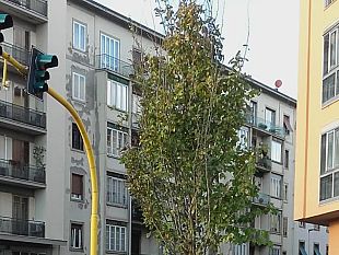 semaforo-in-lungarno-moro-interrogazione-di-spc