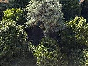 giungla-urbana-prato-prende-3-milioni-dalla