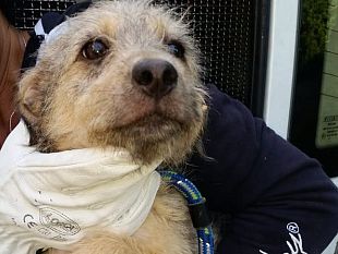 non-abbandonate-cani-e-gatti-non-sono-contagiosi