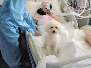 malata-di-covid-rivede-il-suo-barboncino-e-ritrova-la-forza