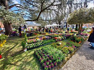 fiorinfiera-2023-borgo-san-lorenzo-a-meta-aprile