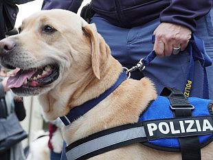 fiorentina-59enne-denunciata-per-maltrattamento-di-animali