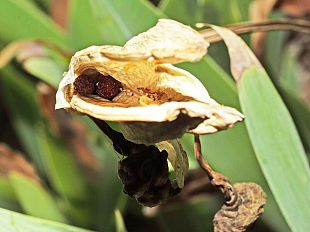 un-raro-frutto-di-iris-florentina