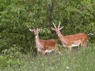 oasi-dynamo-riapre-la-riserva-naturale-sull-appennino-pistoiese