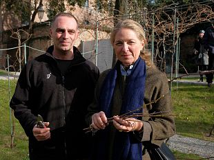 per-la-prima-volta-in-toscana-un-clone-della-vigna-di-leonardo-da-vinci-a-milano