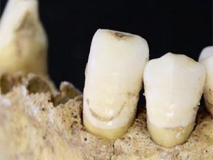il-menu-delluomo-di-neanderthal-rinoceronte-muflone-funghi-e-pinoli