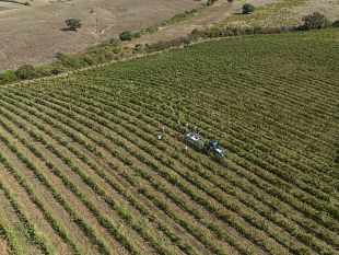 vendemmia-2026-la-maremma-sfida-linferno-africano