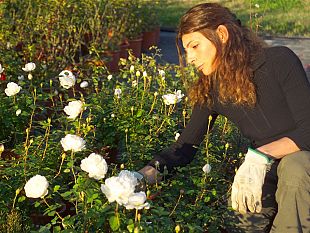 b205041300-vivaio-porte-aperte-fioritura-delle-rose-tra-laboratori-musica-e-biologico