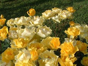 b303301430-sollicciano-in-carcere-crescono-le-rose