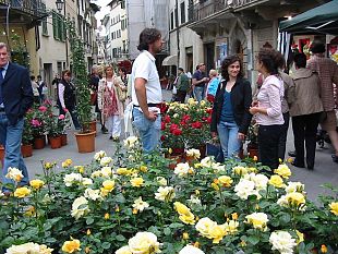 a905081445-primavera-a-san-casciano-mostra-floro-vivaistica-dedicata-alla-rosa-e-al-vino