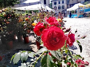 rosa-firenze-tra-le-novita-della-mostra-dei-fiori