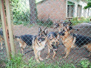 tre-giornate-di-corso-sulleducazione-del-cane-allospedale