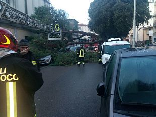 caduto-un-pino-di-12-metri-in-via-mariti