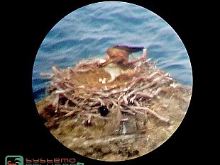 il-falco-pescatore-nidifica-nellarcipelago-toscano-dopo-90-anni