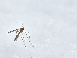 dengue-cosa-devono-sapere-i-cittadini-per-non-allarmarsi-e-tutelarsi