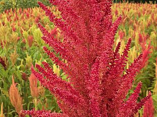 coltivare-amaranto-e-quinoa-anche-in-toscana