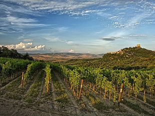 viticoltura-dal-15-febbraio-le-domande-per-nuovi-vigneti