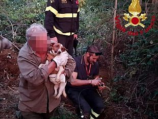cagnolino-finisce-nella-tana-dellistrice-salvato-dai-pompieri