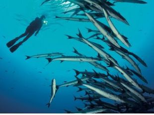 la-profondita-degli-oceani-in-80-foto-mozzafiato