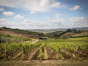 vini-toscani-numeri-in-crescita-che-fanno-ben-sperare