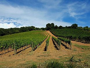 a-suvereto-un-futuro-nel-segno-del-turismo-del-vino