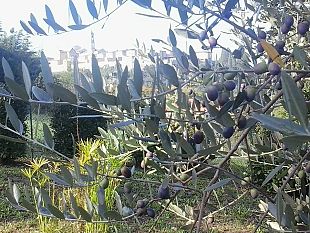 piano-marshall-coldiretti-per-sostenere-lagricoltura-e-lagroalimentare