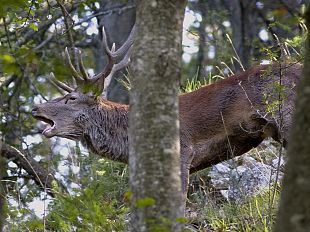foreste-casentinesi-le-notti-del-cervo-nobile-e-del-lupo-appenninico