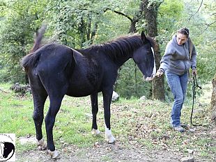 salvata-cavalla-ferita-a-calenzano-segnalata-dai-cittadini