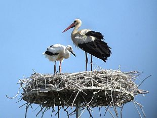 torna-la-cicogna-bianca-in-toscana