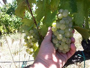 vernaccia-parte-la-vendemmia-ma-non-per-tutti