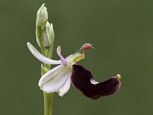 gioielli-in-miniatura-orchidee-selvatiche-in-valdinievole