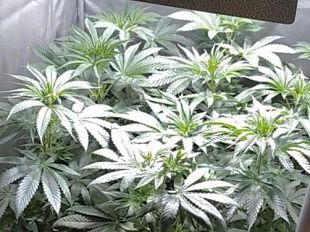 52enne-fiorentino-con-due-serre-di-marijuana-in-casa